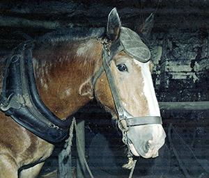 Pit Horse Sam, Stockrington Number 2 Colliery, NSW, 31 October 1978