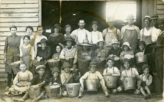 Grape pickers at Keinbah, [n.d.]