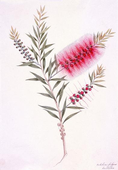 Painting, Callistemon Lanceolatus, by Joseph Lycett. 